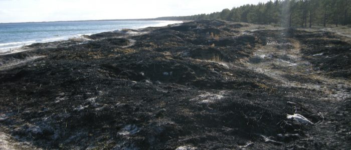 Direkt efter naturvårdsbränning i Bödakusten Östra våren 2017.