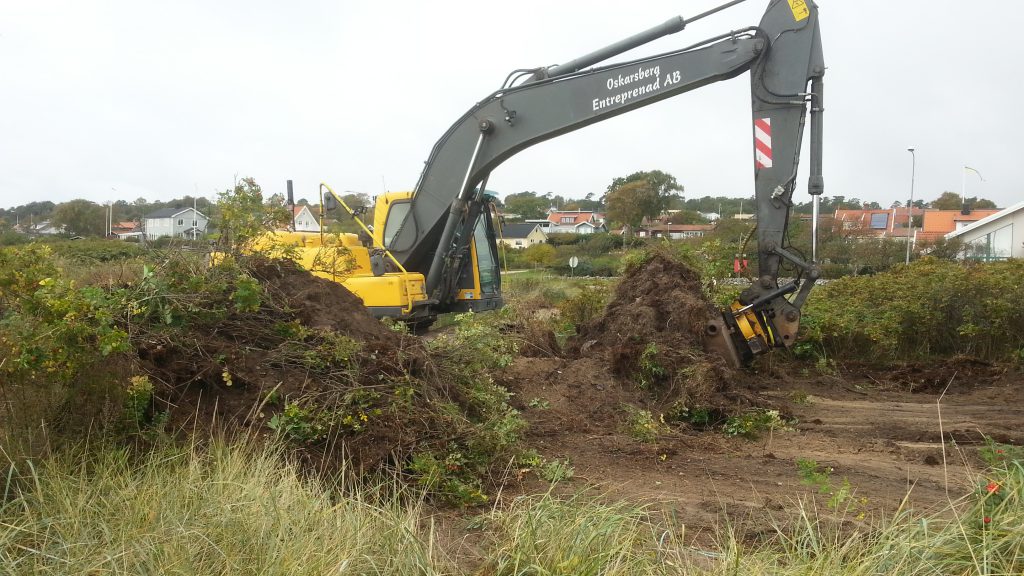 Digging up Rosa rugosa